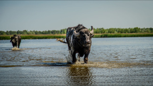 A mixed herd of seven water buffalo... [Photo of the day - 27 MAY 2024]