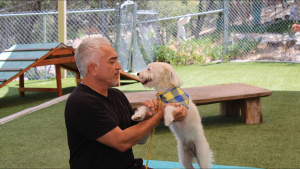 Cesar Millan with a potential dog... [Photo of the day - 29 MAY 2024]
