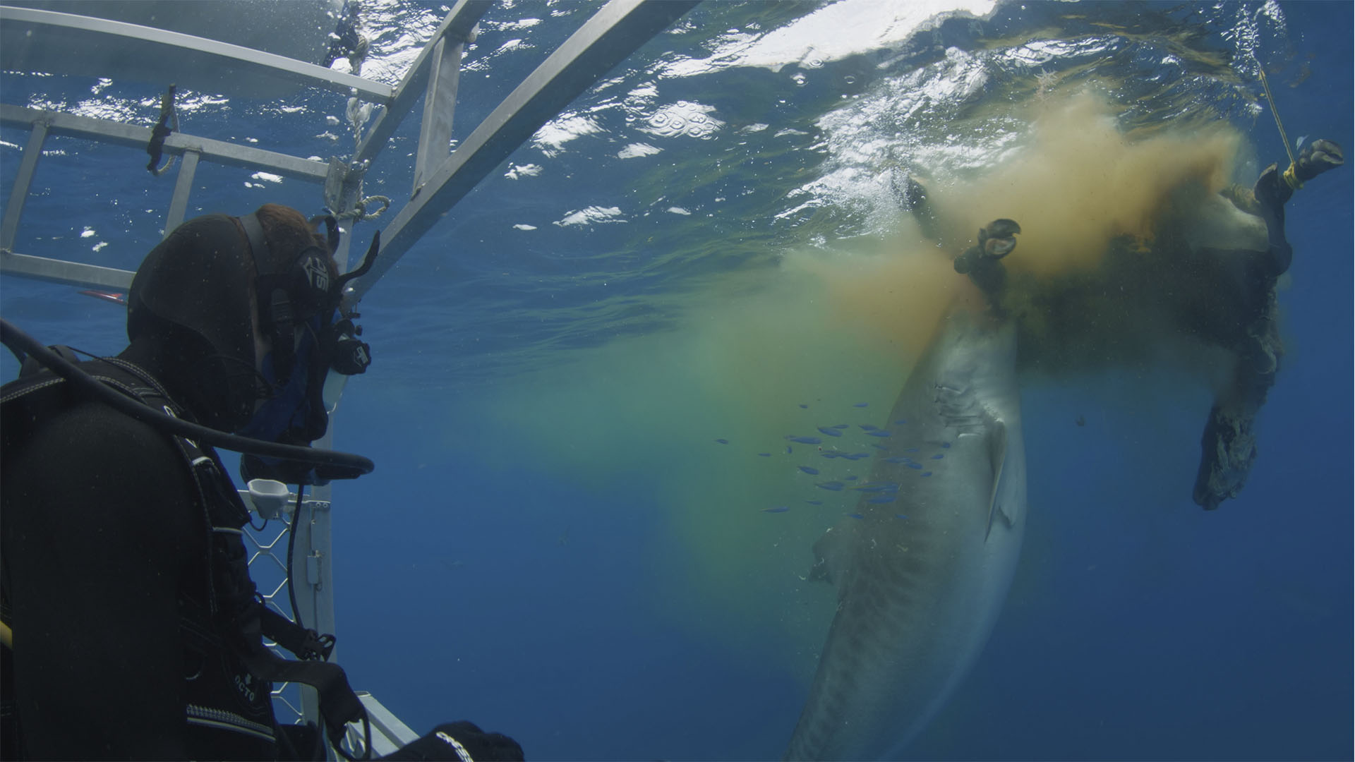 Shark expert Charlie Huveneers dives with huge Tiger Sharks in Norfolk Island, Australia as he... [Photo of the day - July 2024]