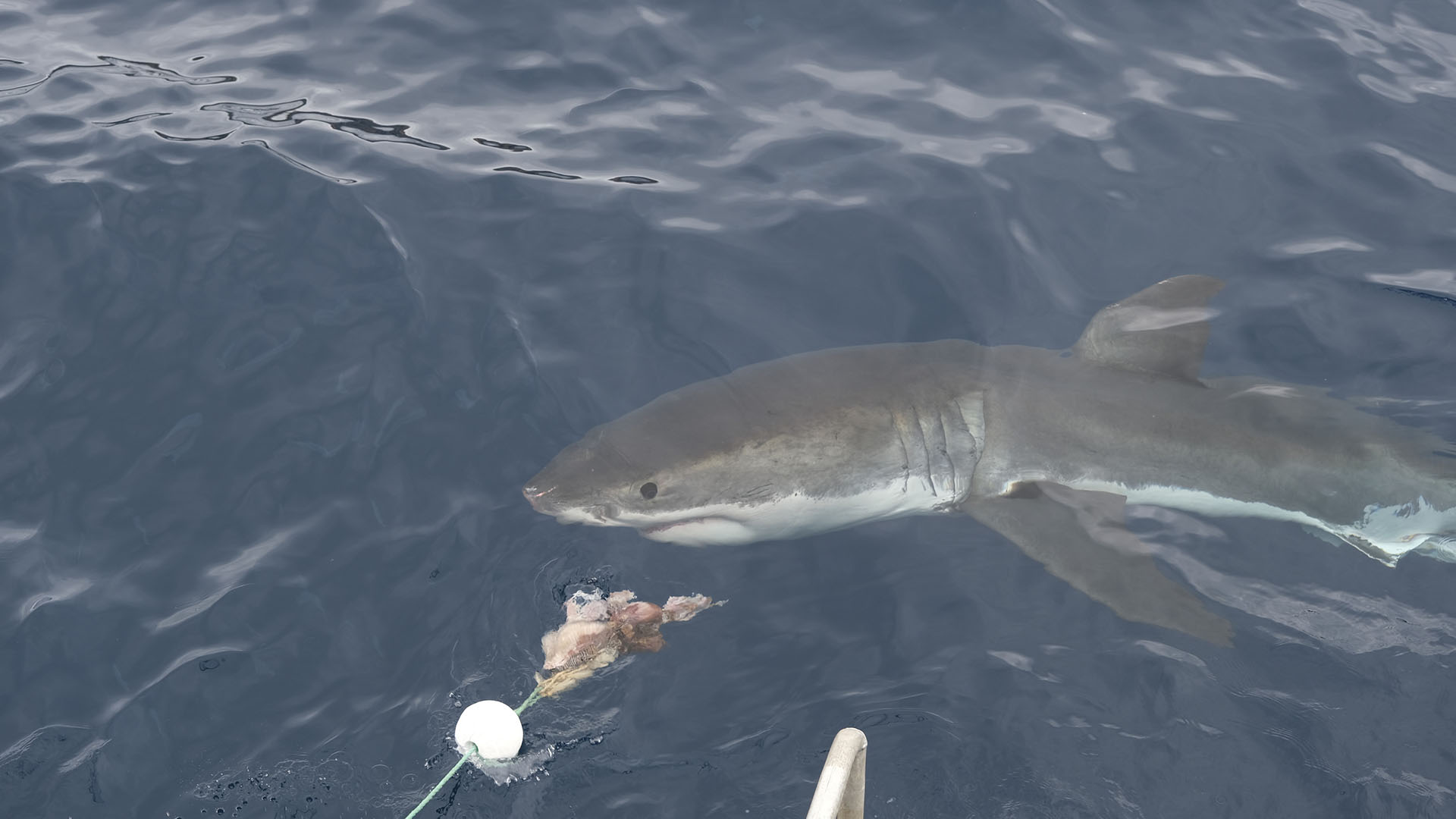 Great White Shark swimming close to the surface, chasing bait next to the charter boat. This is... [Photo of the day - July 2024]
