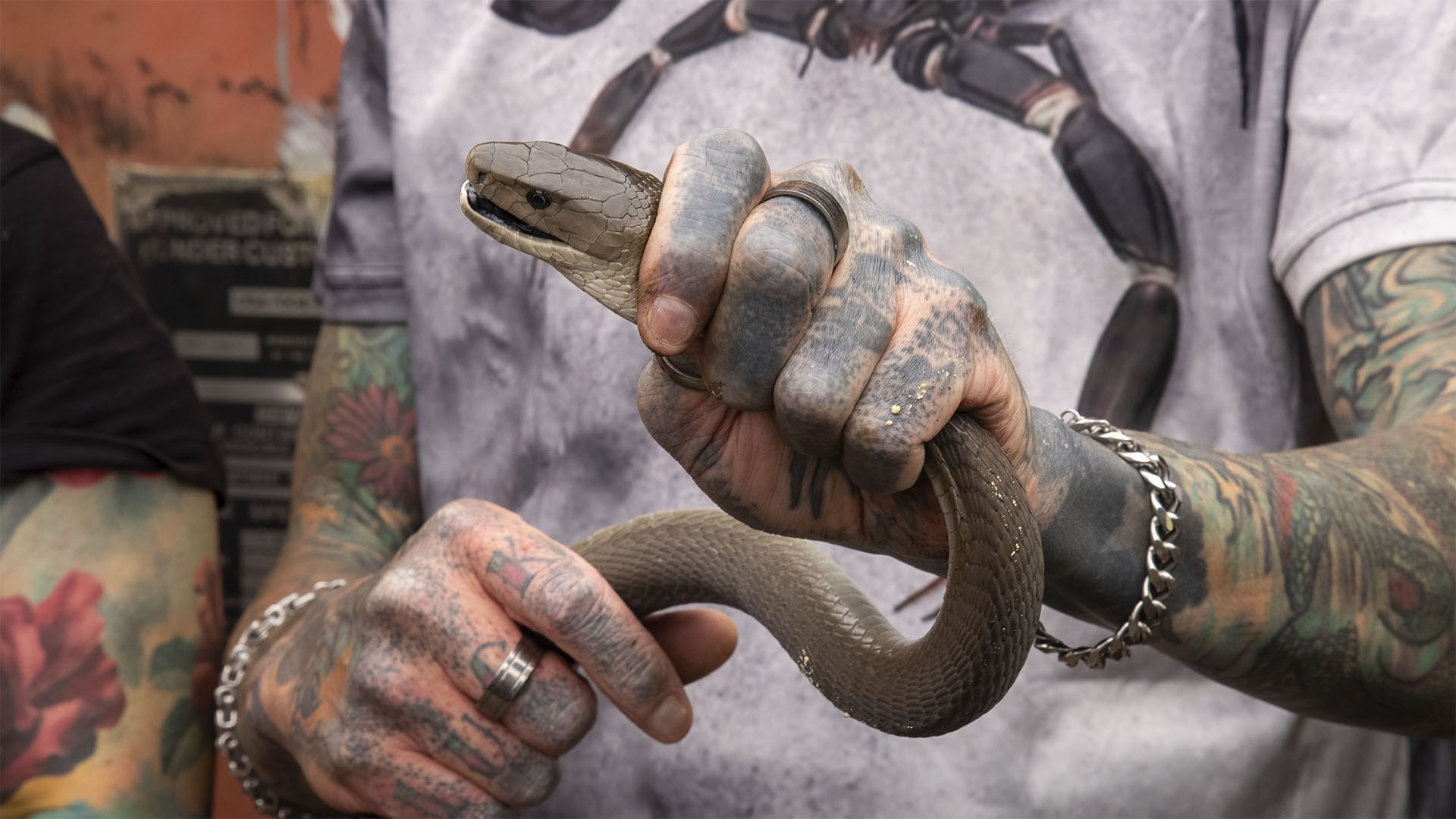 A closer look as snake catcher Simon Keys carefully holds a beautiful black mamba (Dendroaspis... [Photo of the day - July 2024]