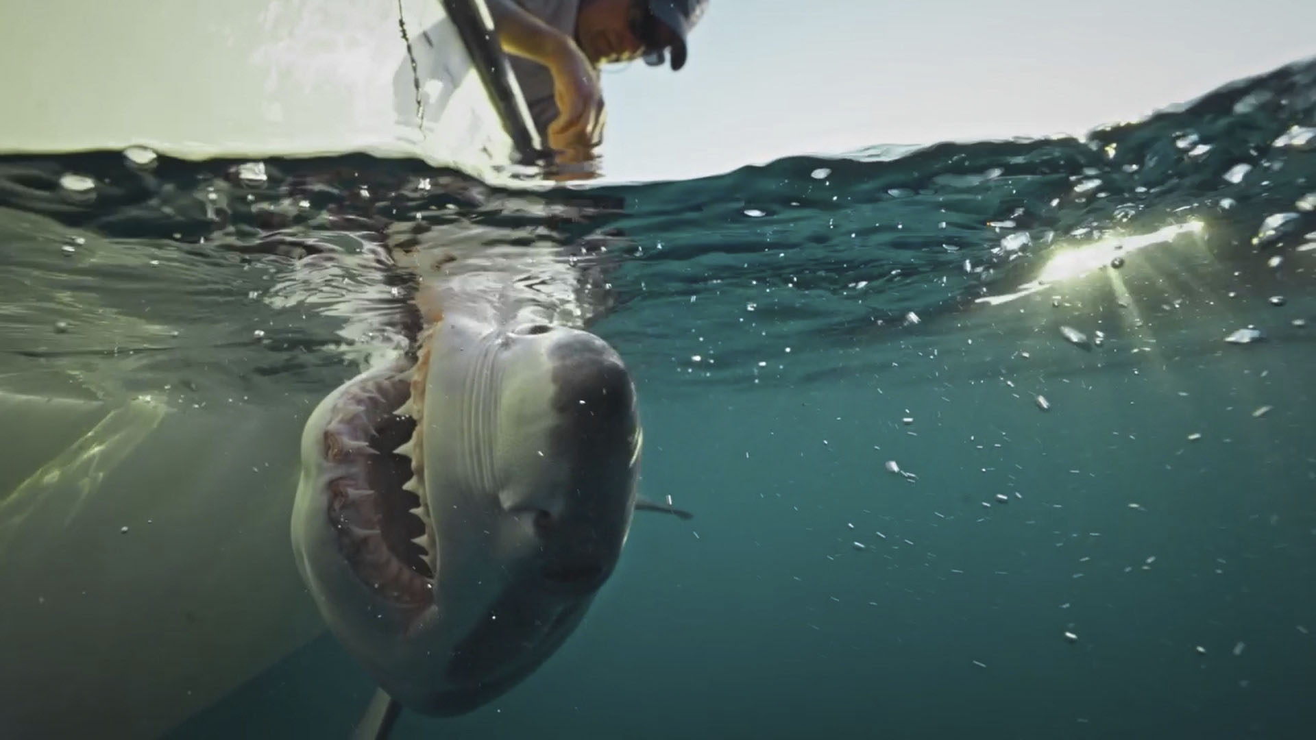 The team carefully secure Liberty the baby great white shark alongside the boat. This allows... [Photo of the day - July 2024]