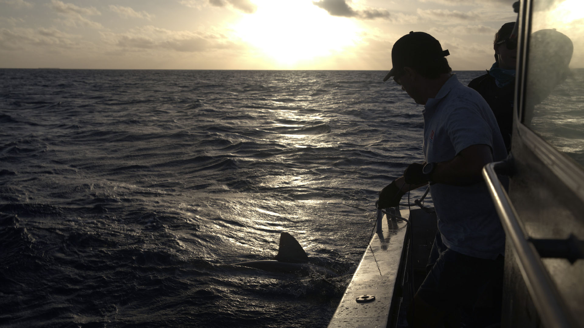 Catching sharks at dusk. This is from Supersized Sharks. [Photo of the day - July 2024]