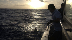 Catching sharks at dusk. This is... [Photo of the day - 12 JULY 2024]