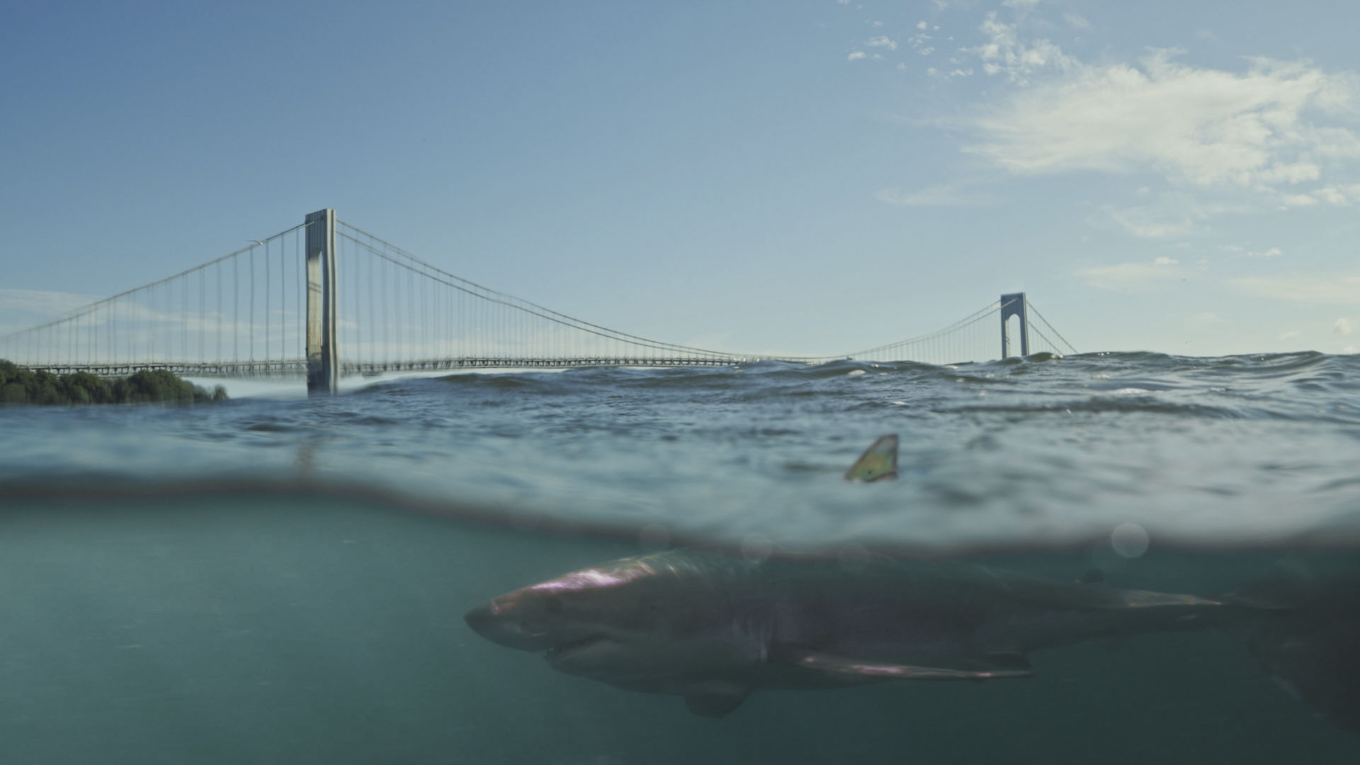 Great white shark "Liberty" swims by the Verrazzano-Narrows Bridge, at the southern end of Long... [Photo of the day - July 2024]