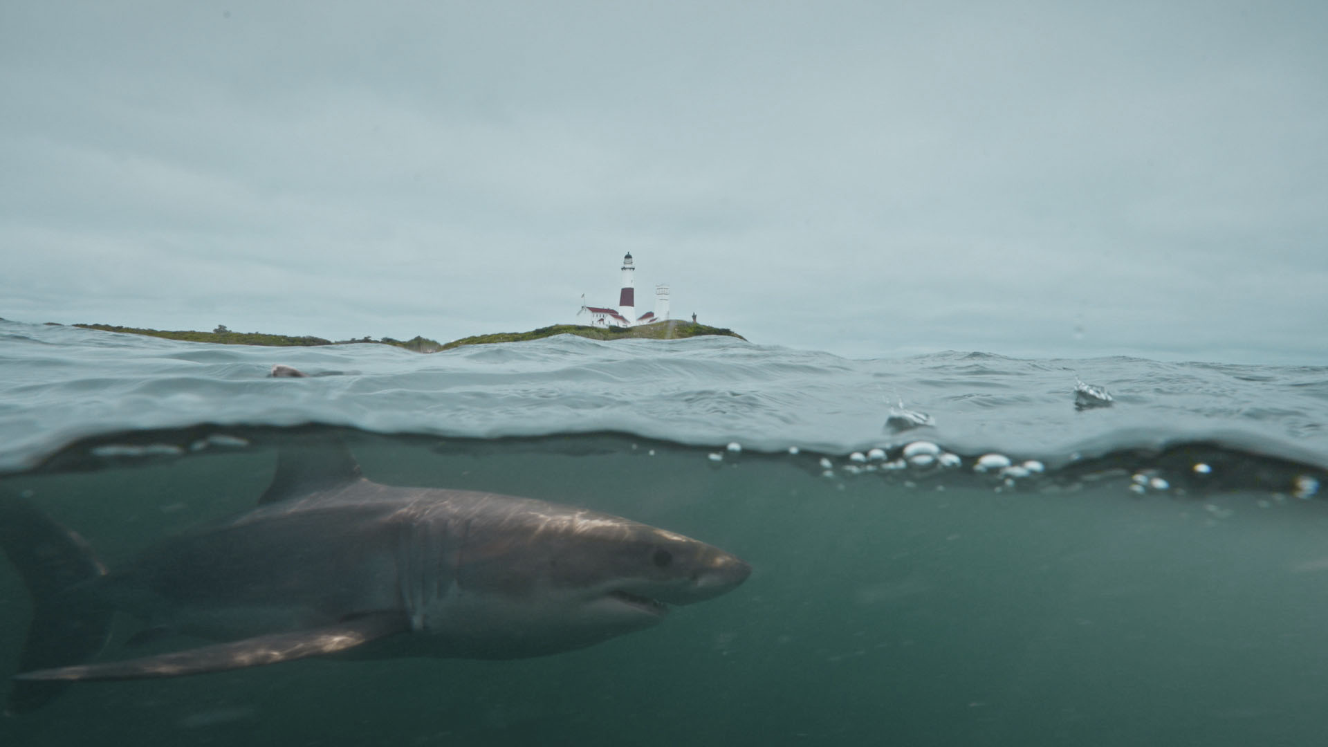 A recreation of a great white shark "Liberty" swims past the lighthouse just off Montauk Point.... [Photo of the day - July 2024]