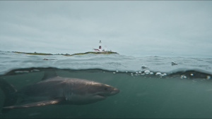 A recreation of a great white shark... [Photo of the day - 22 JULY 2024]