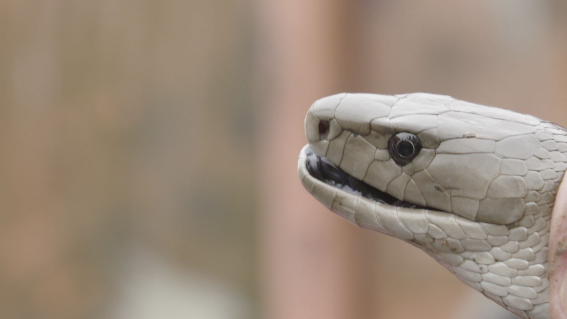 This is a stunning close up shot of a one of Africa's deadliest snakes, a Black Mamba... [Photo of the day - July 2024]