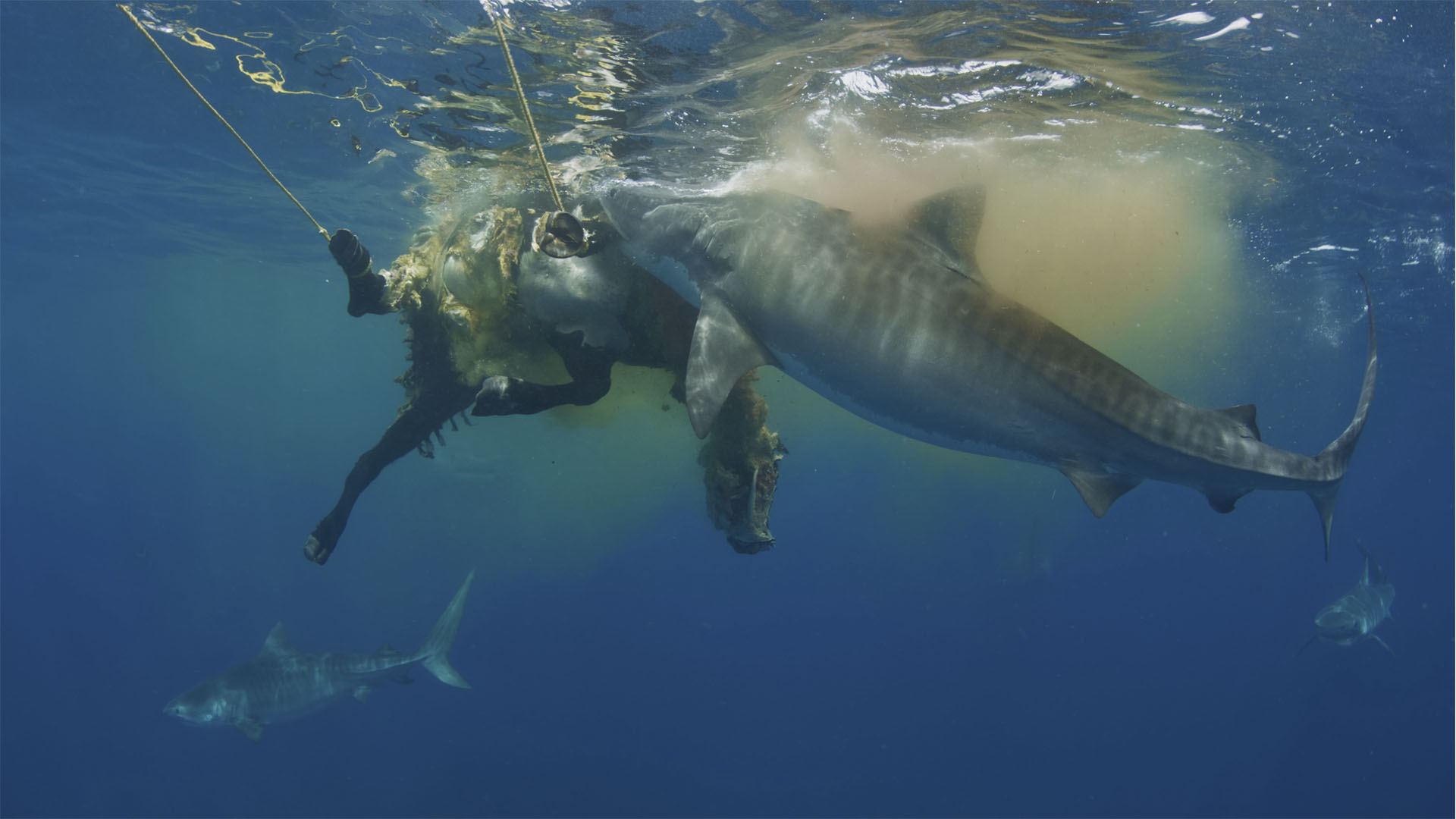 Tiger Sharks feed on the carcass of a dead cow off the coast of Norfolk Island in Australia.... [Photo of the day - July 2024]