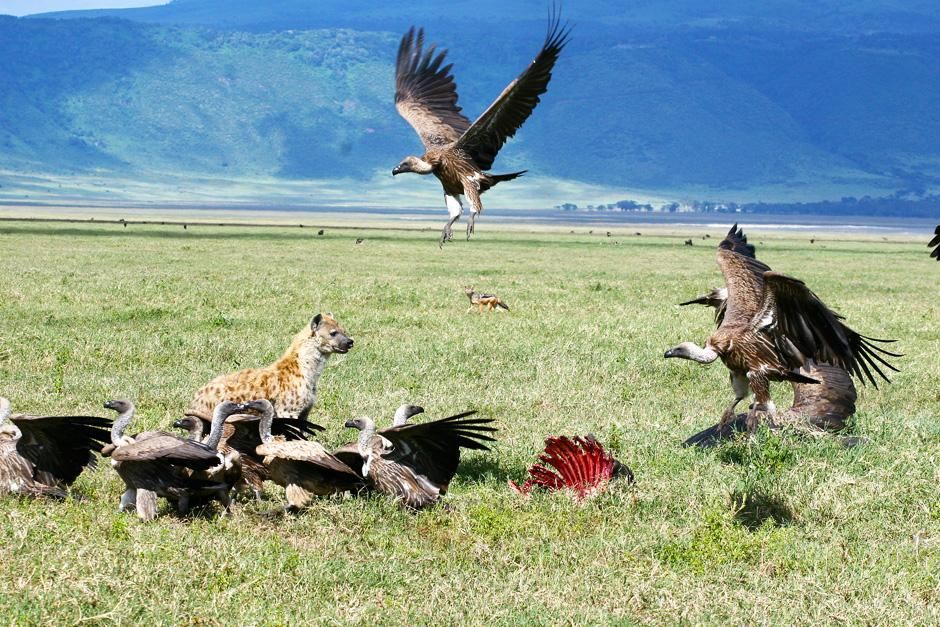 Vultures and hyenas feeding on a carcass. This image is from Planet Carnivore. [Photo of the day - نوفمبر 2012]