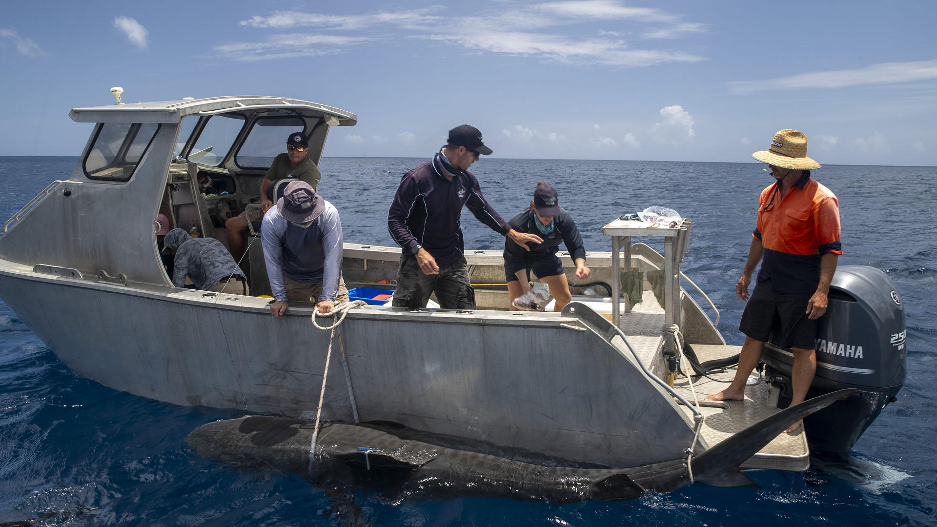 Charlie Huveneers, Adam Barnett, Lauren Meyer and the boat crew catching a tiger shark. This is... [Photo of the day - July 2024]