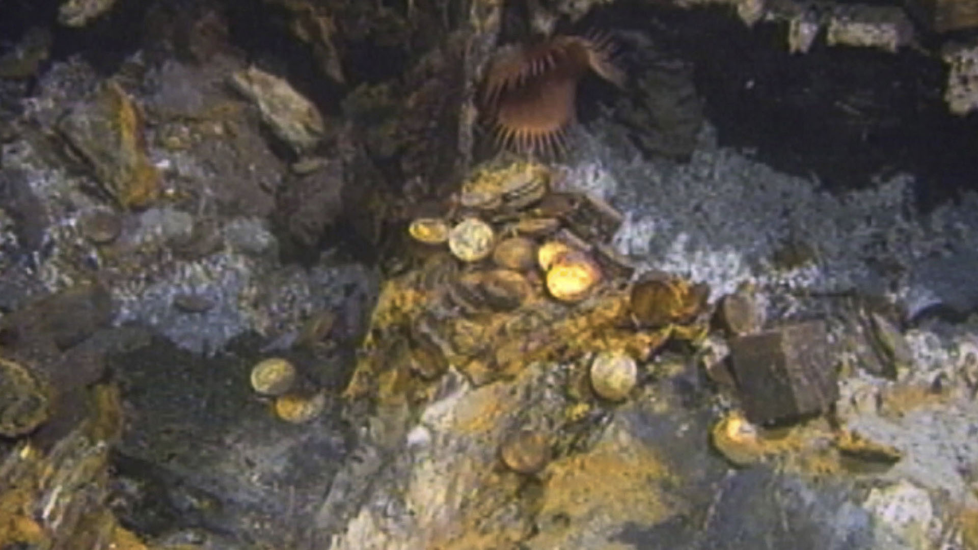 Gold bars and coins are pictured on the bottom of the seabed off the coast of North Carolina,... [Photo of the day - August 2024]