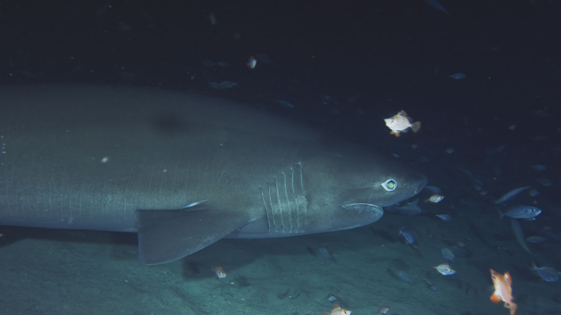 The bluntnose sixgill shark scavenges for morsels of fish scattered on the ocean floor. This is... [Photo of the day - August 2024]