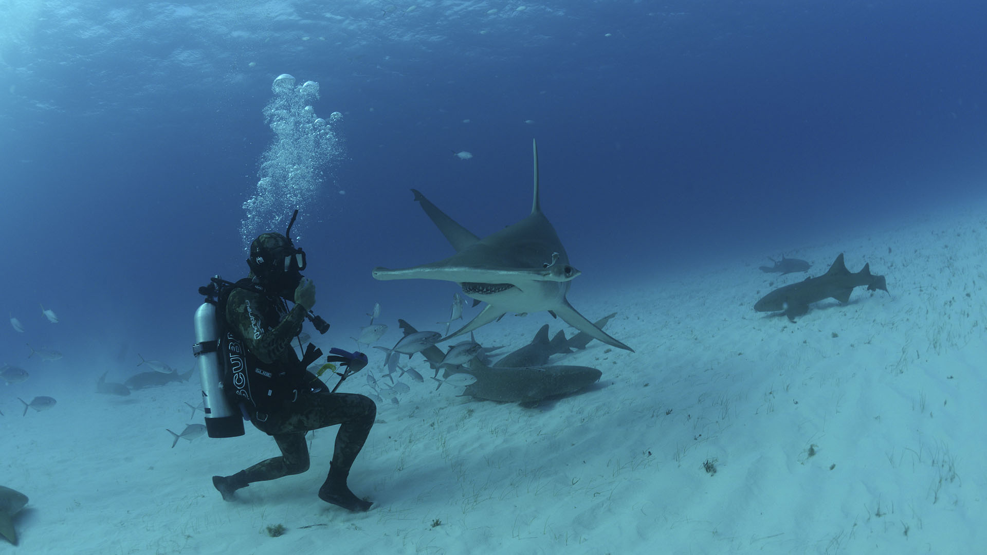 A Hammerhead sharks swims next to diver Matt Smukall. This is from OceanXplorers. [Photo of the day - August 2024]