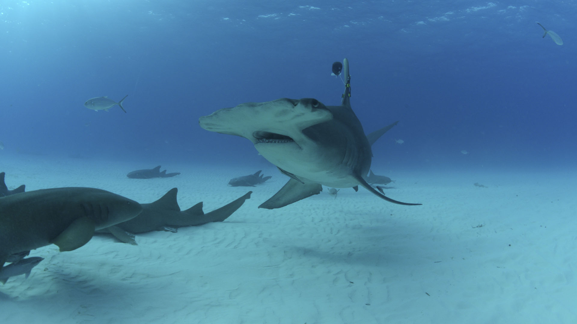 A Hammerhead shark swims off the coast of Bimini, Bahamas. This is from OceanXplorers. [Photo of the day - August 2024]