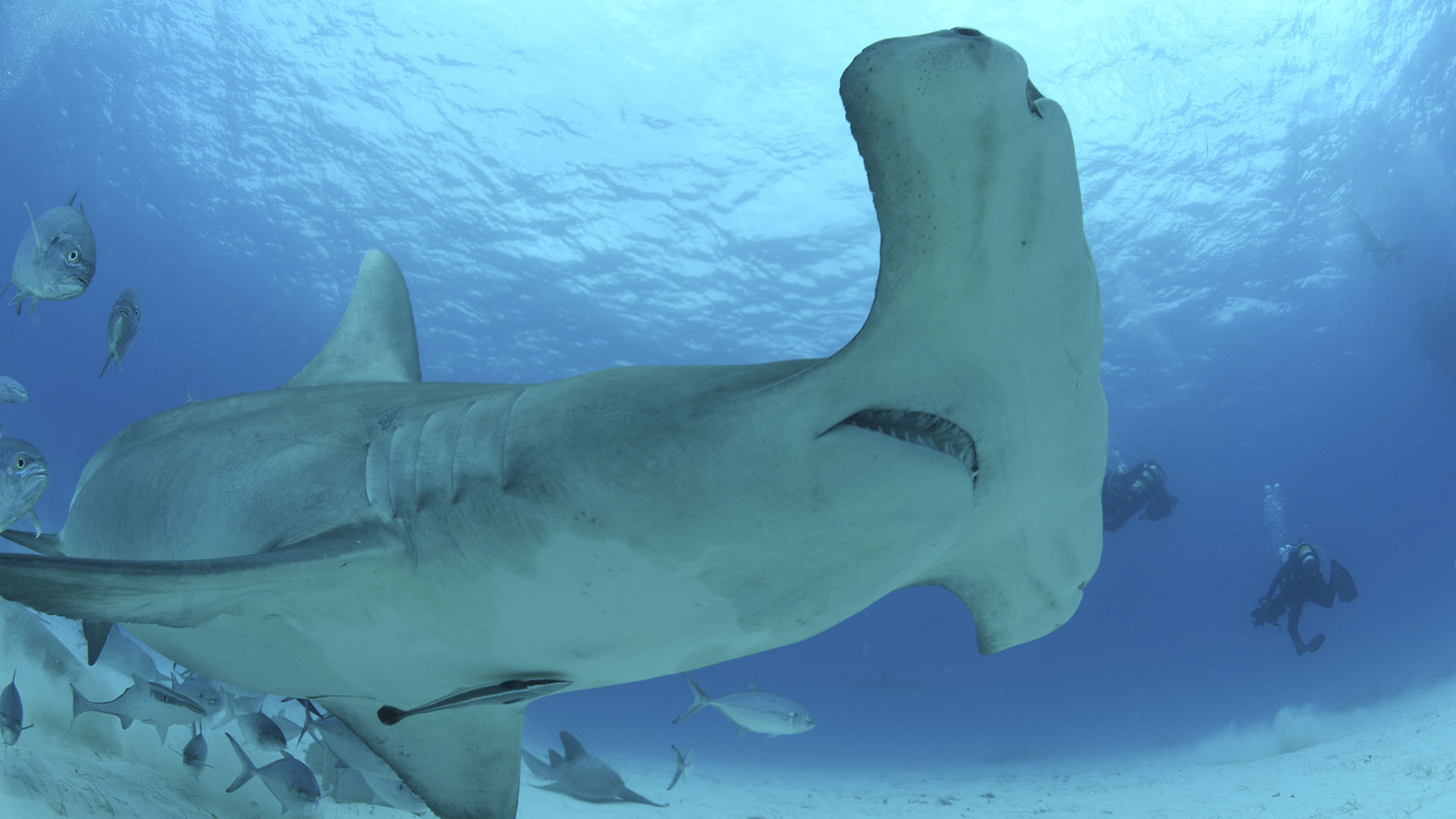 A great hammerhead shark swims off the coast of Bimini, Bahamas. This is from OceanXplorers. [Photo of the day - August 2024]