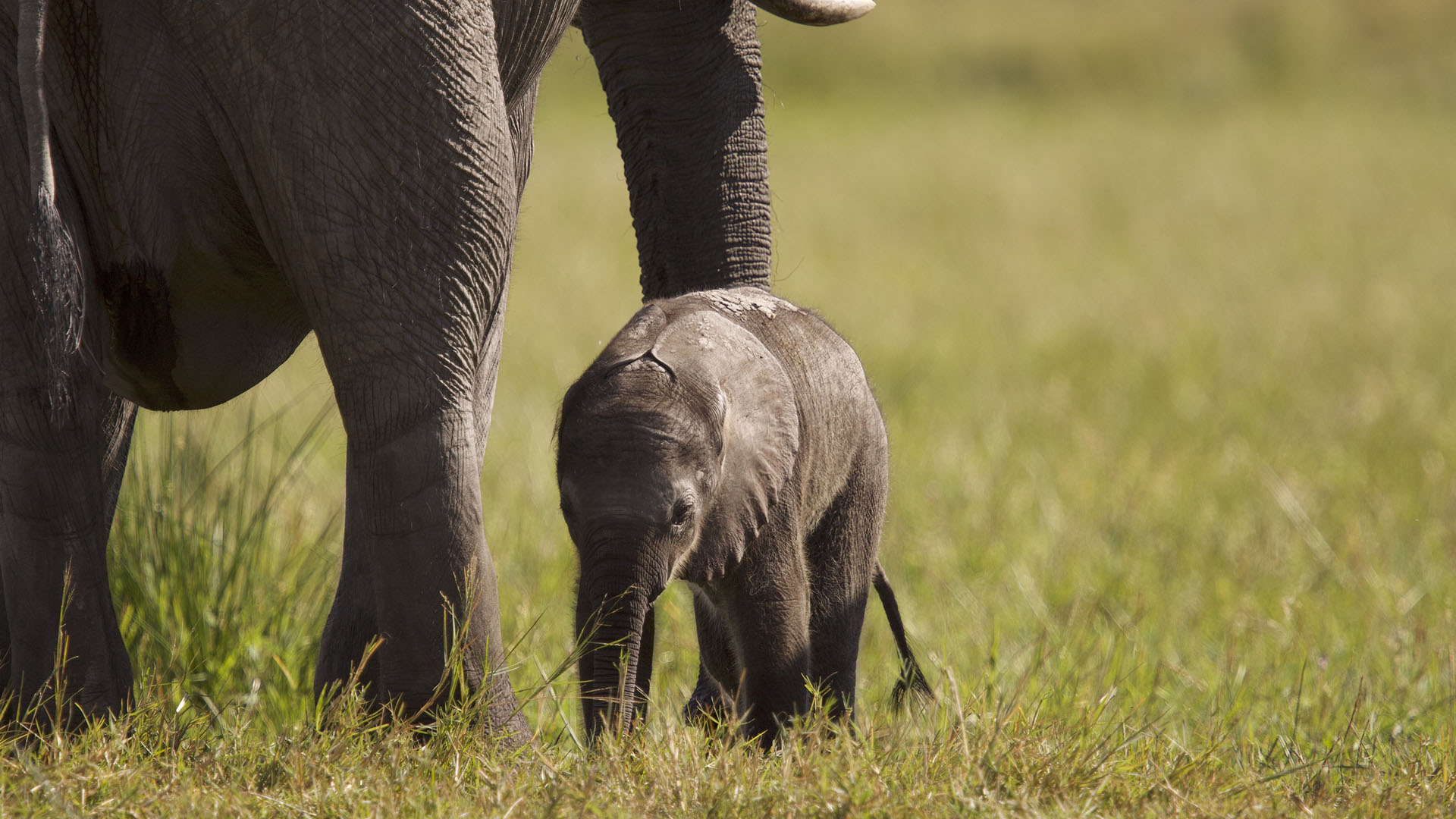 A young elephant (Elephantidae) walks close to its mother. [Photo of the day - September 2024]