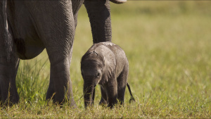 A young elephant (Elephantidae)... [Photo of the day -  5 SEPTEMBER 2024]