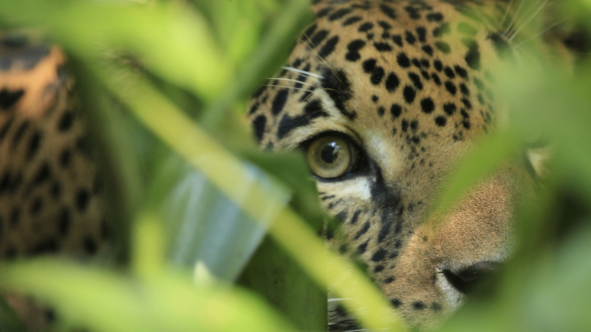 Jaguars are still common in the jungles of Southern Mexico and Central America. This is from... [Photo of the day - September 2024]