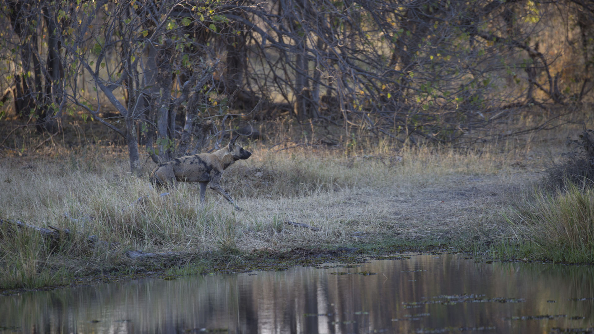 A wild dog (Lycaon pictus) looks ahead. [Photo of the day - September 2024]