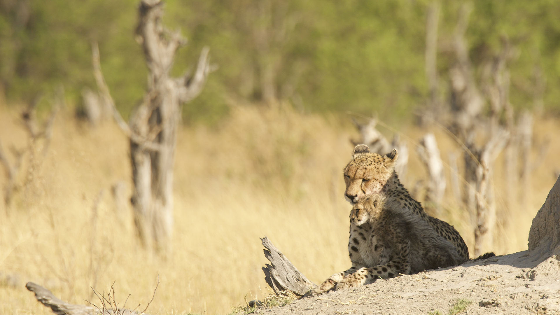 A leopard (Panthera pardus) cuddles with her young cub. [Photo of the day - September 2024]