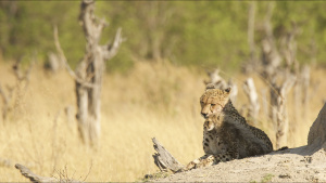 A leopard (Panthera pardus) cuddles... [Photo of the day - 15 SEPTEMBER 2024]