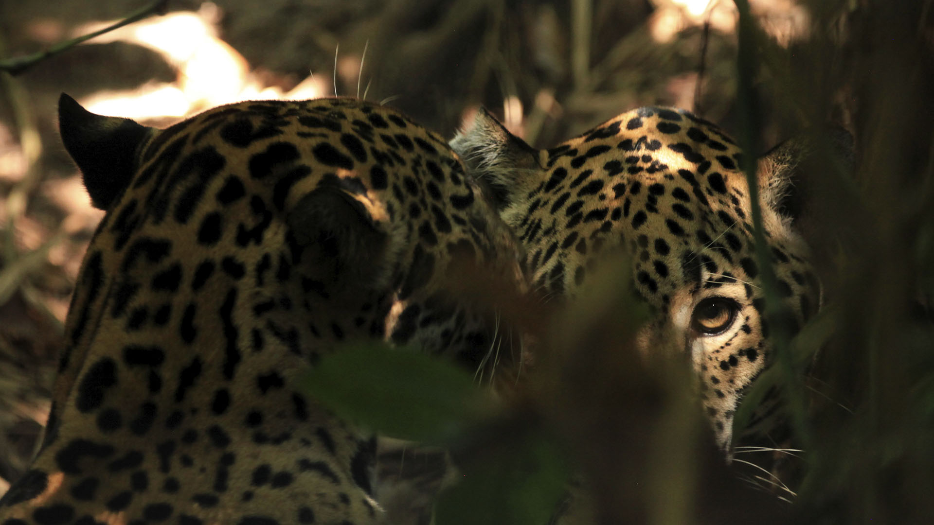 Jaguars are still common in the jungles of Southern Mexico and Central America. This is from... [Photo of the day - September 2024]