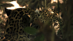 Jaguars are still common in the... [Photo of the day - 19 SEPTEMBER 2024]