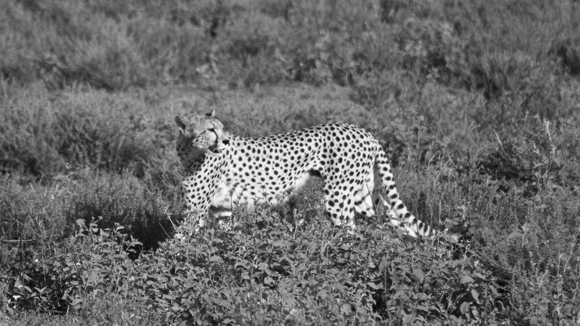 A cheetah (Acinonyx jubatus) looks around as it walks about on the grassy field. [Photo of the day - September 2024]