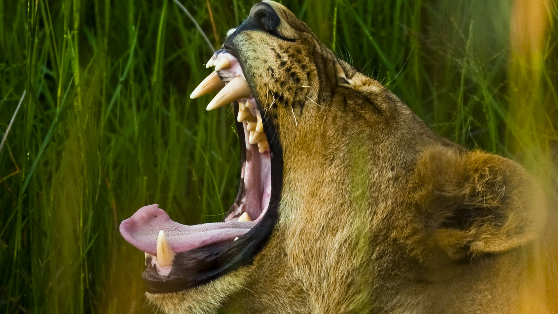 A close-up view of a lioness (Panthera leo) shows her sharp teeth as she stretches her jaw to yawn. [Photo of the day - September 2024]