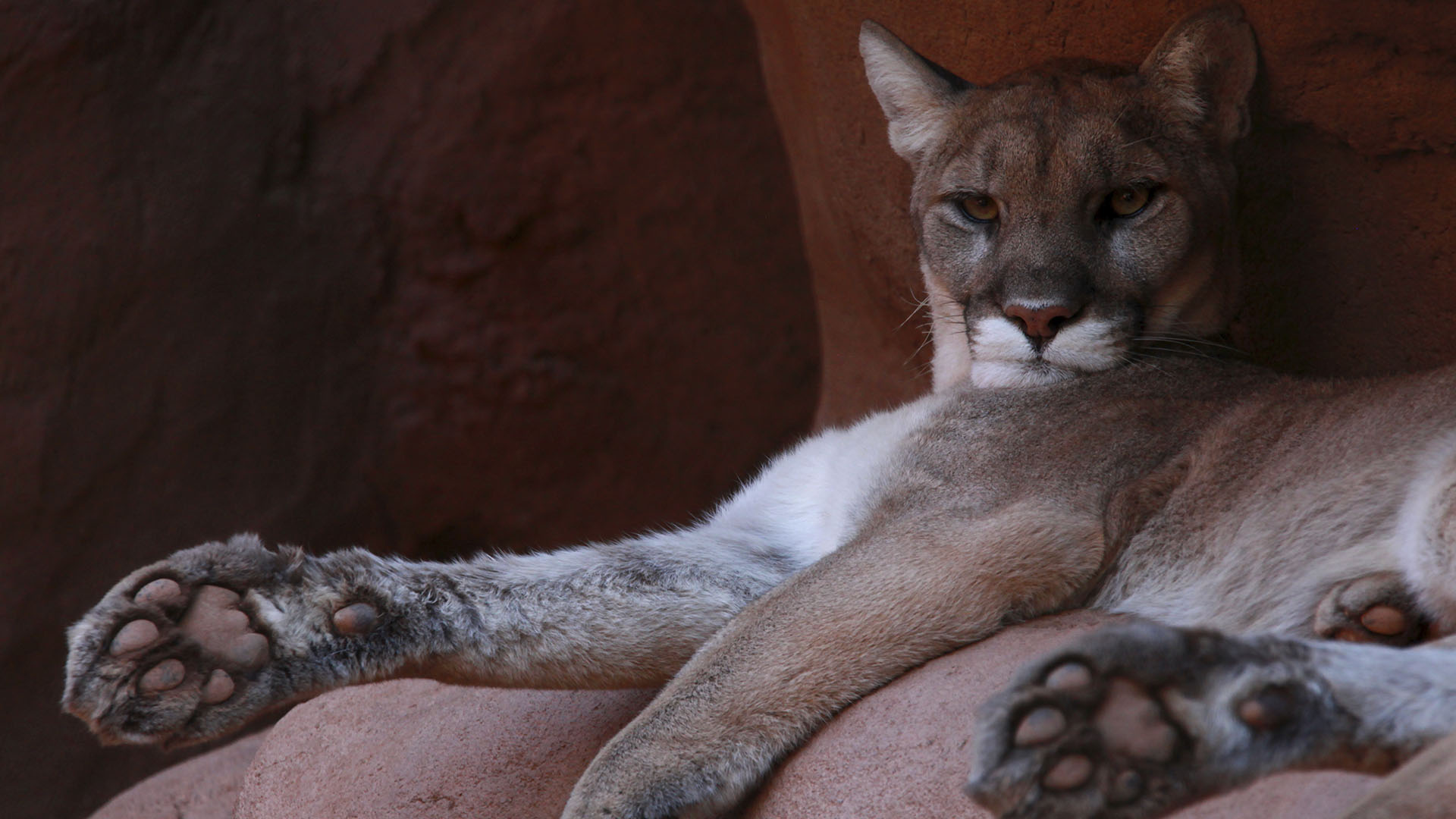 Known as Mountain lions in the deserts and Pumas in the tropical rainforests of the America's.... [Photo of the day - September 2024]