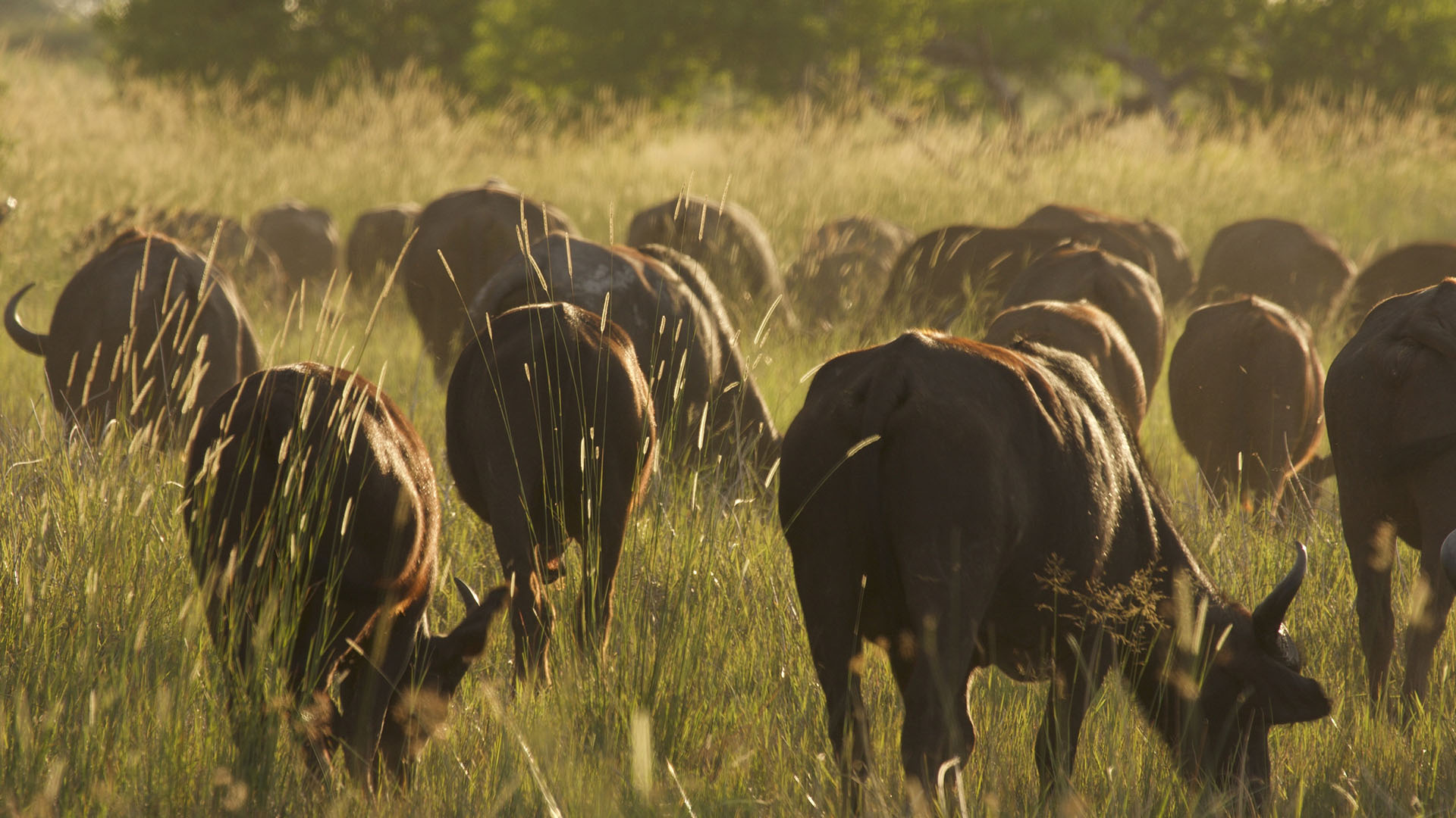 A herd of buffaloes (Syncerus caffer) graze in an open grassy area. [Photo of the day - September 2024]