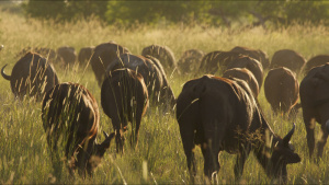 A herd of buffaloes (Syncerus... [Photo of the day - 26 SEPTEMBER 2024]