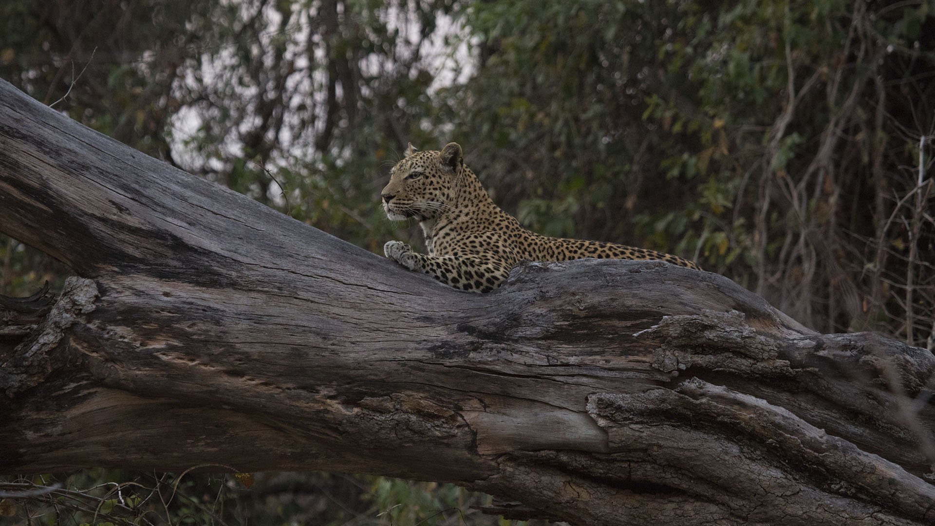 A leopard (Panthera pardus) lies on a tree branch.  [Photo of the day - September 2024]