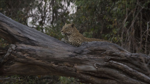 A leopard (Panthera pardus) lies on... [Photo of the day - 27 SEPTEMBER 2024]