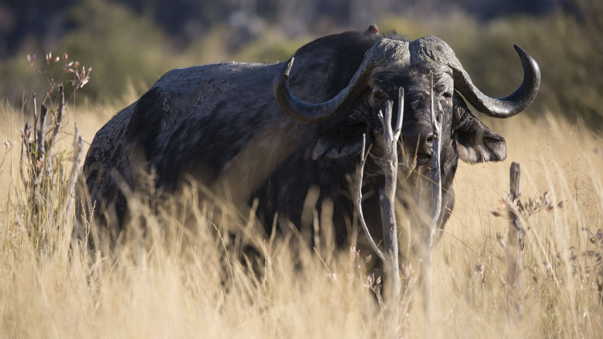 A single buffalo (Syncerus caffer) is seen in tall grass. This is from Killer Safari. [Photo of the day - September 2024]