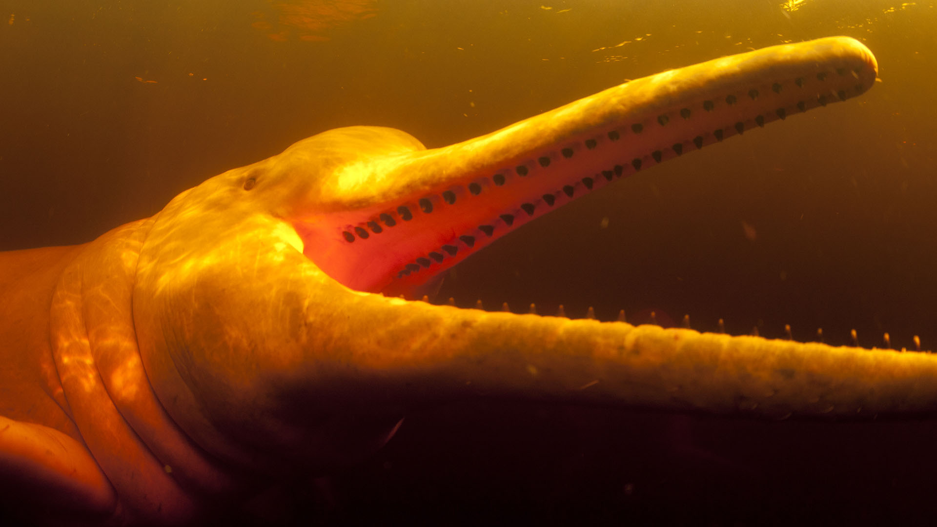 Forests Pink River Dolphins. This is from Untamed Americas. [Photo of the day - September 2024]