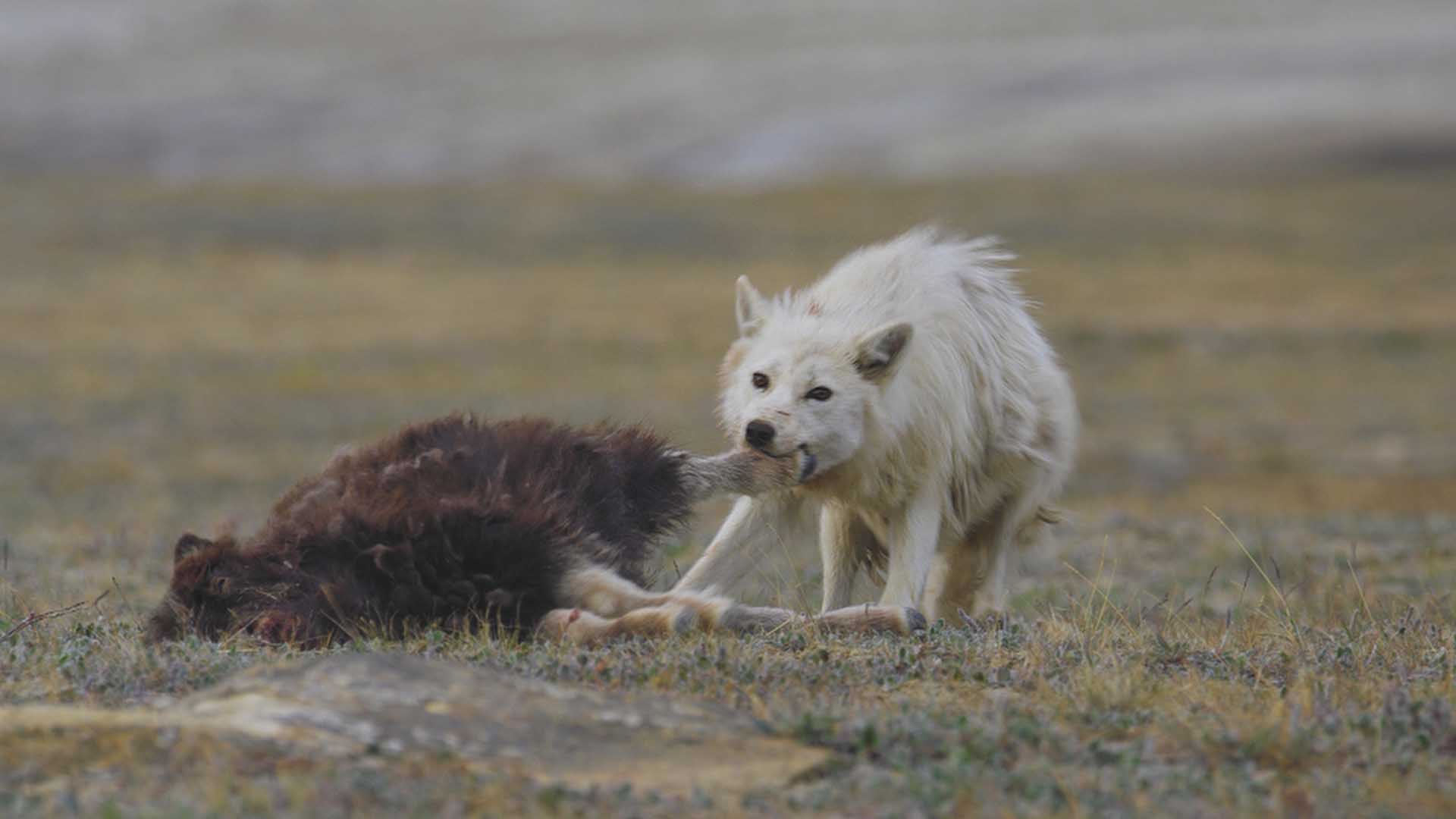 Arctic wolf takes down musk ox calf. This is from Predator V Prey. [Photo of the day - October 2024]