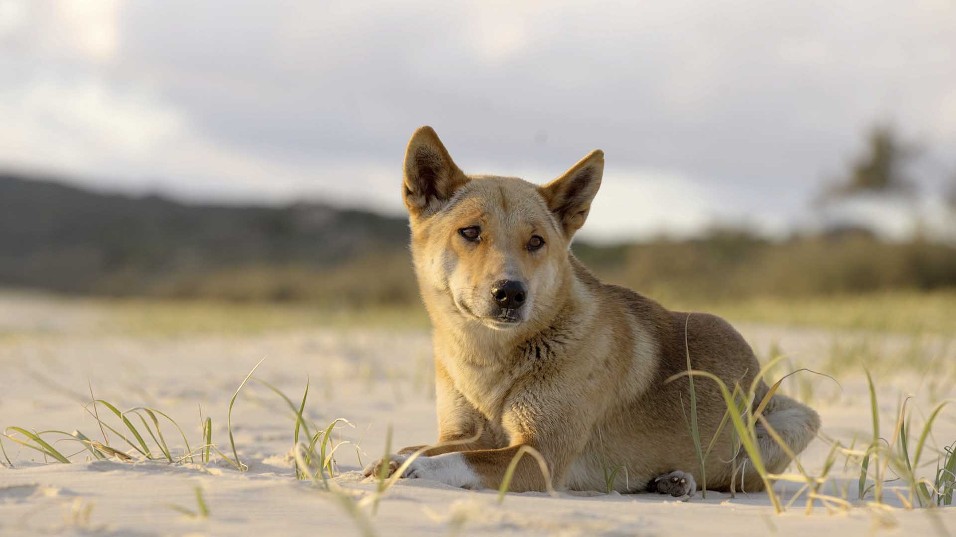 A dingo resting. This is from Extraordinary Australia. [Photo of the day - October 2024]