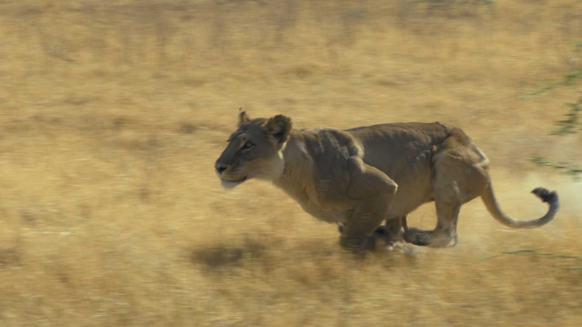 Lioness giving chase mid hunt. This is from Predator V Prey. [Photo of the day - October 2024]