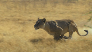 Lioness giving chase mid hunt. This... [Photo of the day -  4 OCTOBER 2024]