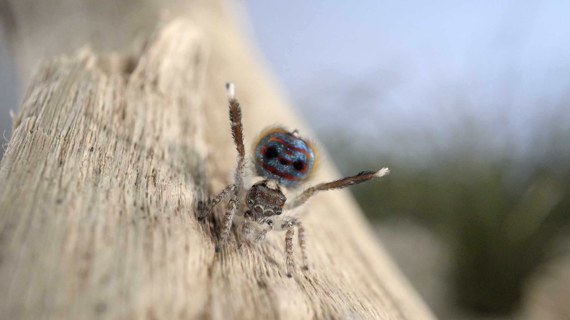 Coastal peacock spider displaying. This is from Extraordinary Australia. [Photo of the day - October 2024]