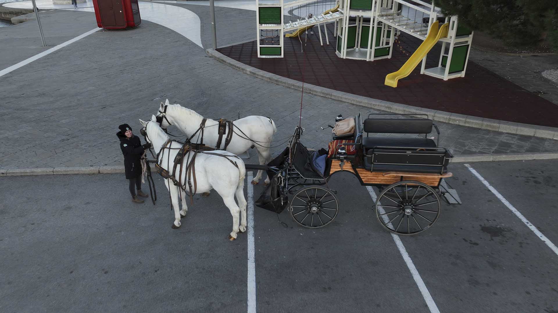 Carriage driver Urshka Plantev leds a pair of locally bred Lipizzaner horses, ready to lead St.... [Photo of the day - October 2024]