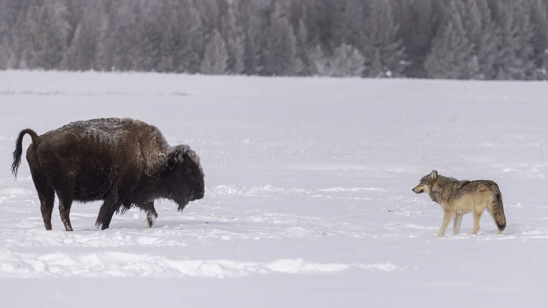 Gray wolf and bison stand off.  This is from Predator V Prey. [Photo of the day - October 2024]