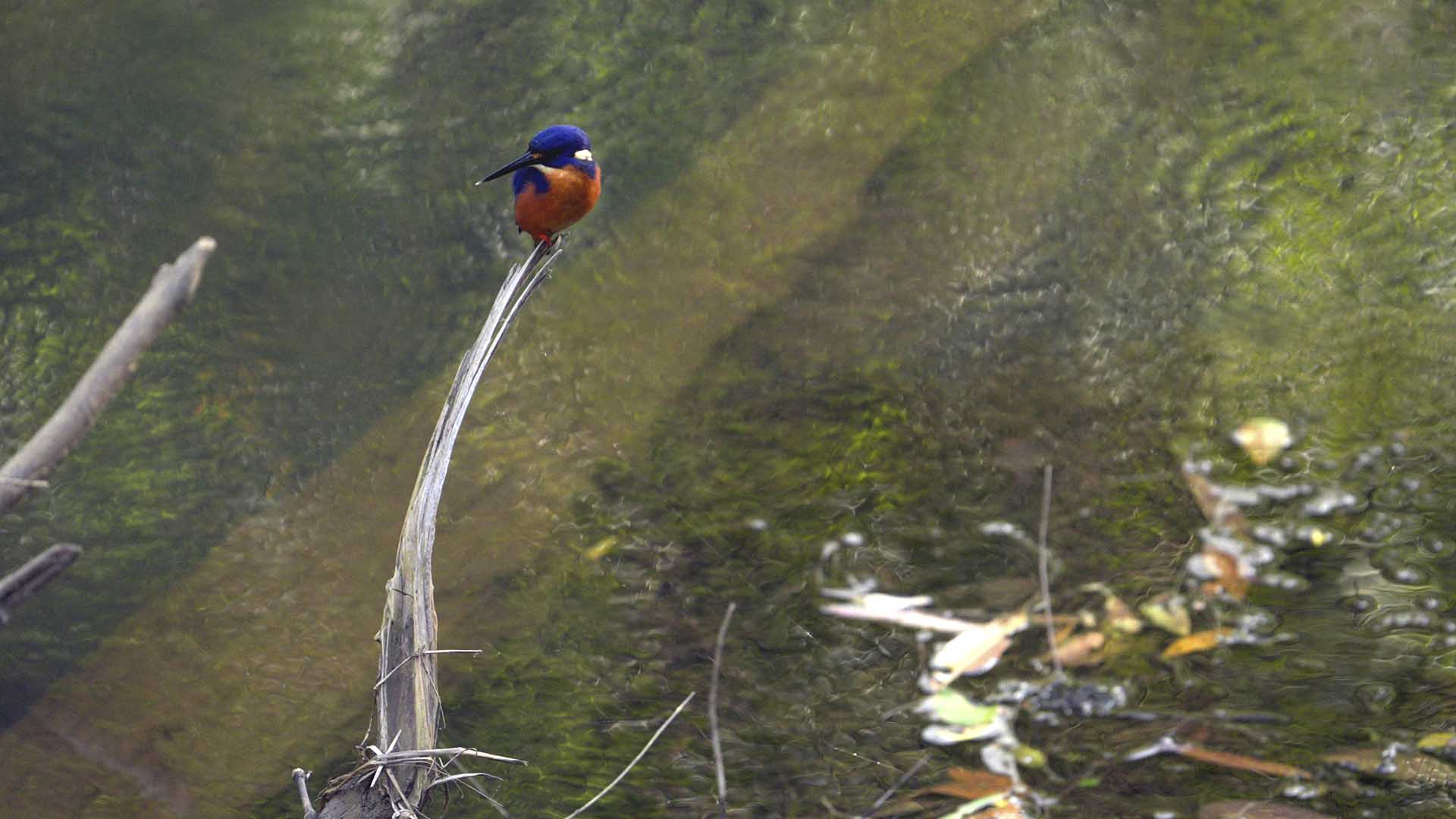 An Azure Kingfisher.  This is from Extraordinary Australia. [Photo of the day - October 2024]