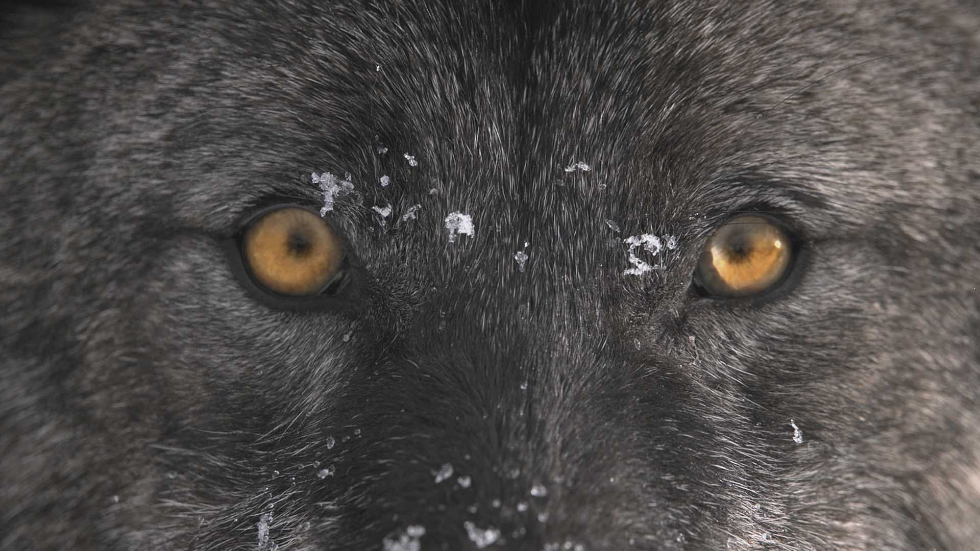 Gray wolf eyes. This is from Predator V Prey. [Photo of the day - October 2024]