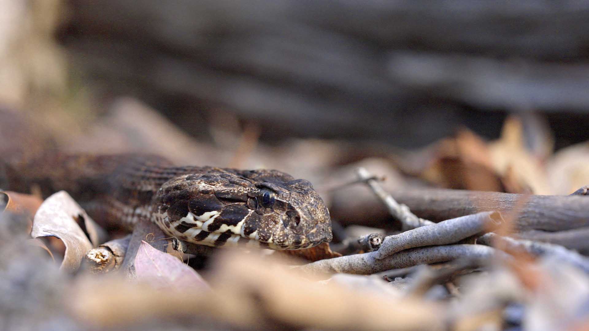 A Death Addrer among foliage. This is from Extraordinary Australia. [Photo of the day - October 2024]