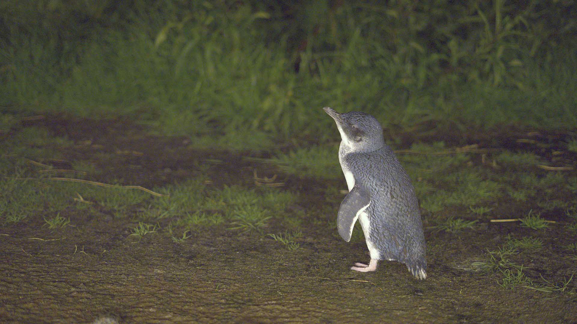 Little penguin on beach.  This is from Extraordinary Australia. [Photo of the day - October 2024]