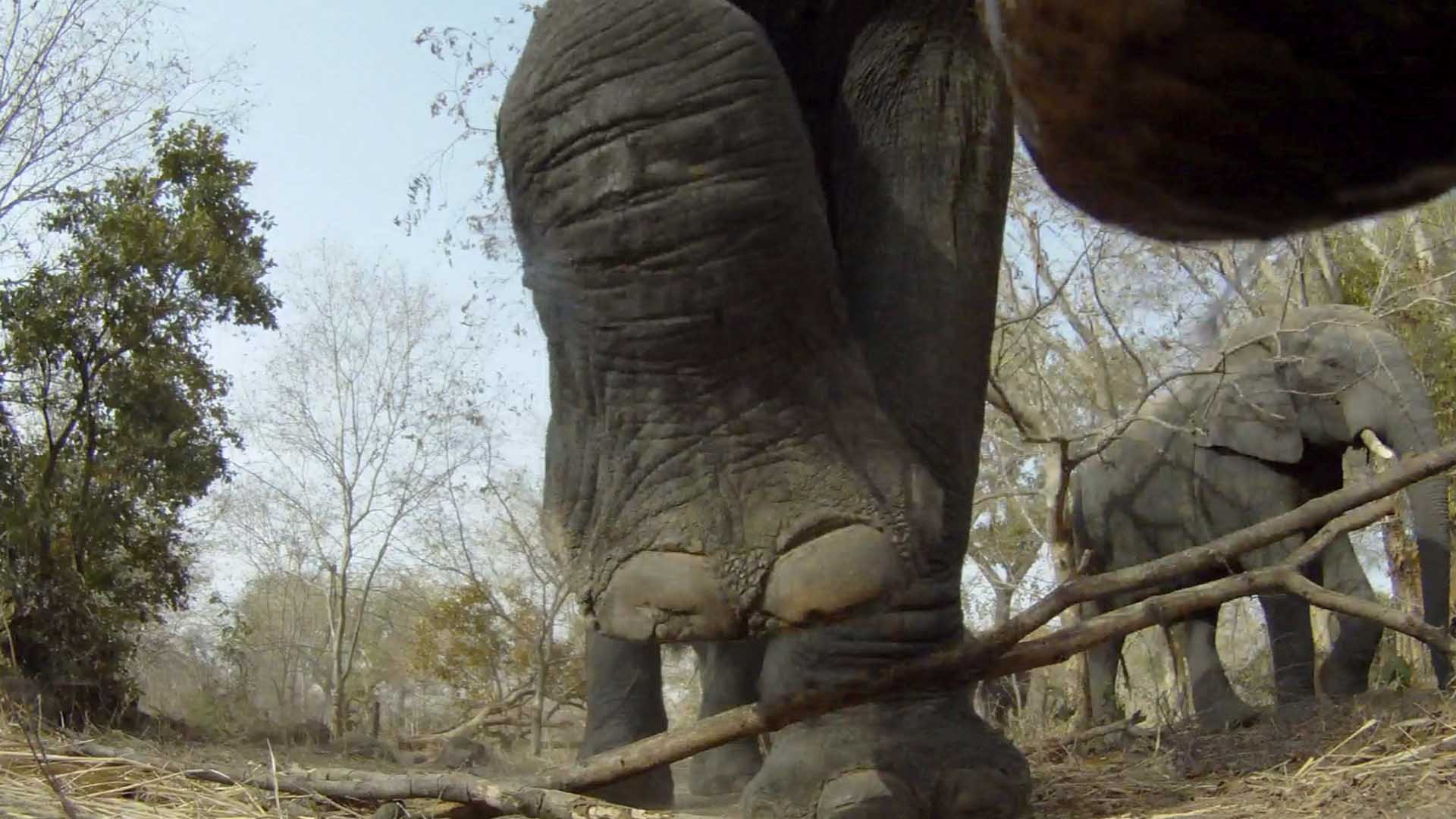 Nazinga elephants approaching cameras placed in their way. This is from Extraordinary Africa. [Photo of the day - November 2024]