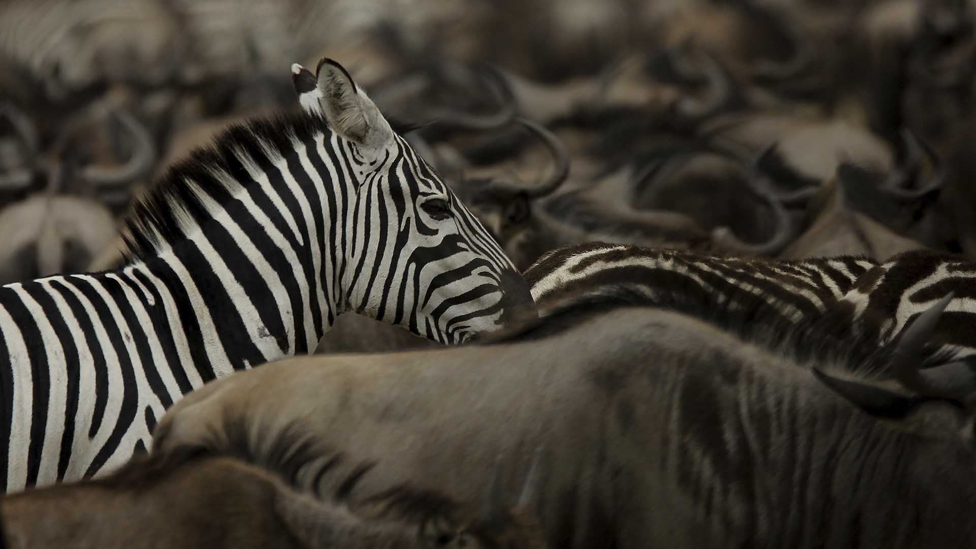 Various theories are circulating about the zebra lines. Zebras might interfere with the choice... [Photo of the day - November 2024]